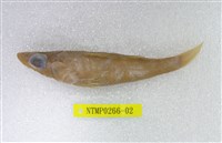 藏品(短鯒)的圖片